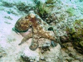 Caribbean Octopus IMG 7823